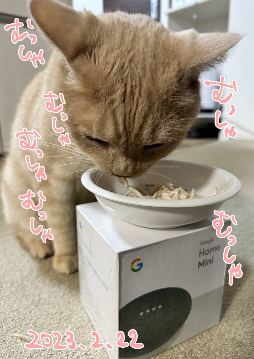 猫の日なので大好きなささみスープを食べました! 