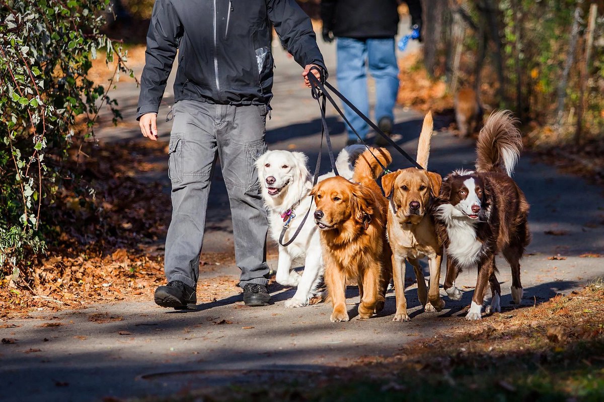 GHSdotcom's tweet image. Be sure to take your best friend for a walk today!
#NationalWalkingtheDogDay