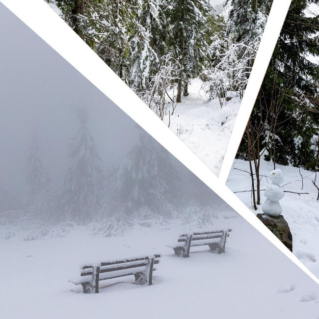 nlpschwarzwald's tweet image. Neues aus dem Blog des #Nationalpark #Schwarzwald

Reizvolle Einsichten trotz fehlender Aussichten

Warum es nicht unbedingt schönes Wetter haben muß bei einem Ausflug im Nationalpark

--&amp;gt; nationalpark-schwarzwald.de/de/nationalpar…

Foto: Andreas Forch

#nlpblog #NationalparkSchwarzwald