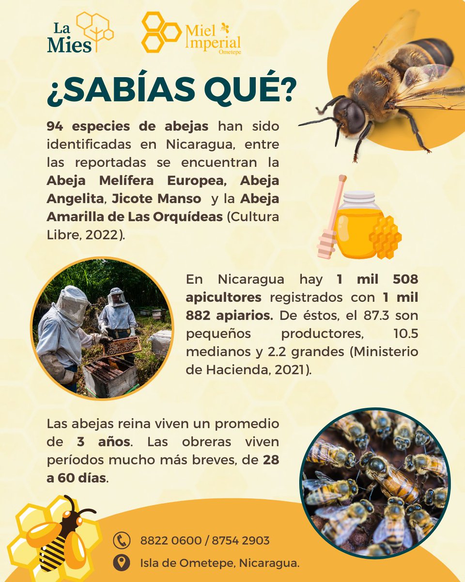 ¿#SabíasQue...? 

El mundo de la apicultura en #Nicaragua es amplio y lleno de información enriquecedora 🐝 

🟡 Conoce sobre las abejas visitando nuestra revista web "Miel Imperial Ometepe": imperialdeometepe.com

#LaMies #Apicultura #ConsumoSostenible