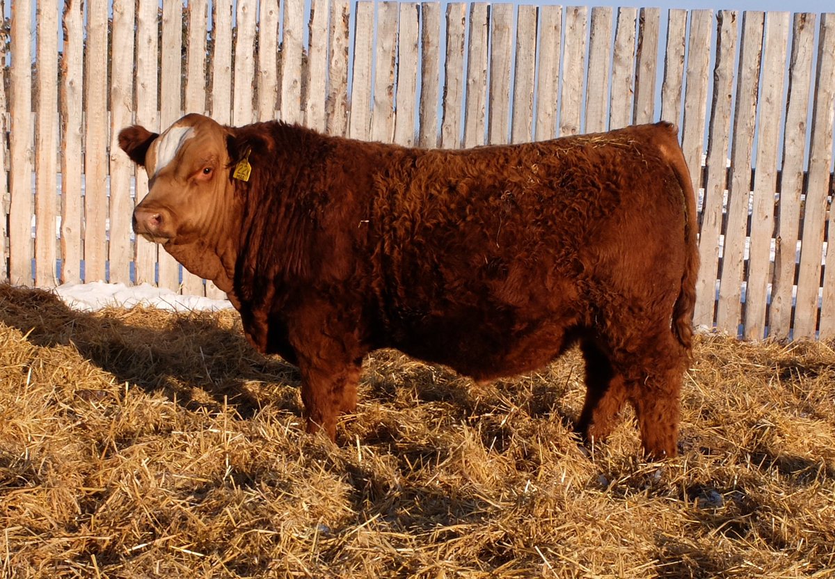 Millington Chill 22K

This guy is a true cow bull feature. Youngest bull we have on offering with the second heaviest weaning weight. His WW and YW epds are in the top 2 percent of the breed. 
Homo Polled

Give Dean a call at 306-725-7268. All bulls for sale by private treaty