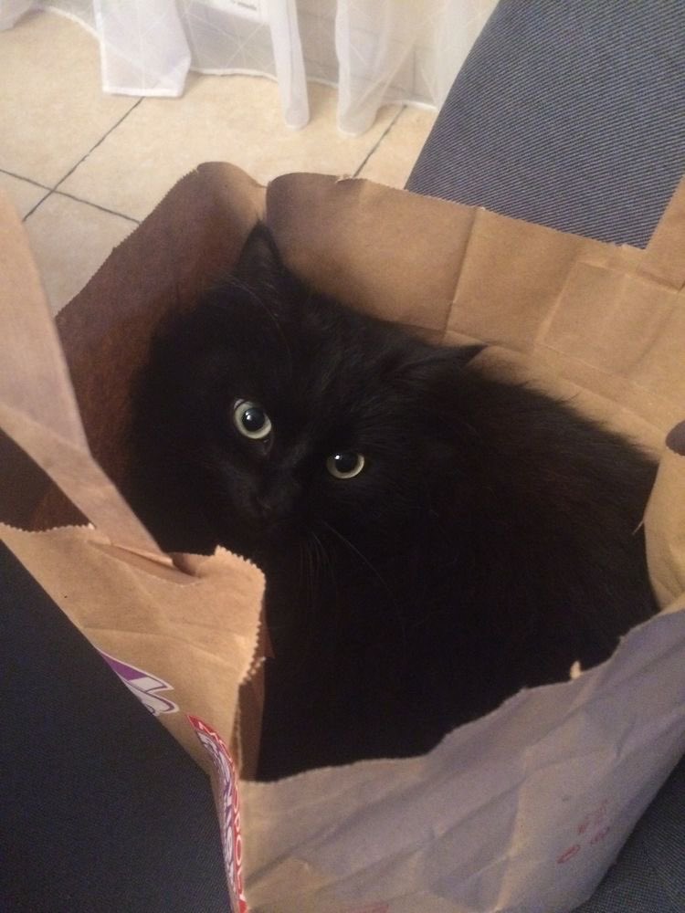 i hate her… but here’s my cat