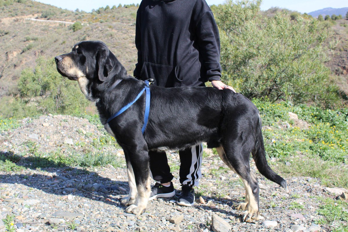 protemalaga's tweet photo. Brutus, 2 años, tamaño grande.
Todo lo que tiene Brutus de grande lo tiene de bueno. Es un perro tranquilo aunque también juguetea en patio con los demás, pero sin duda lo que más le gusta es nuestra compañía, tanto humana como perruna.
📩: moduloc@protectoramalaga.com https://t.co/EB4Ea5M4Wu