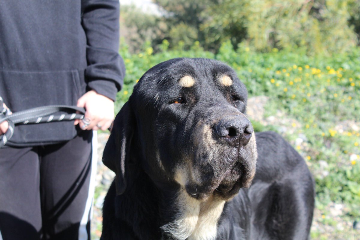 protemalaga's tweet photo. Brutus, 2 años, tamaño grande.
Todo lo que tiene Brutus de grande lo tiene de bueno. Es un perro tranquilo aunque también juguetea en patio con los demás, pero sin duda lo que más le gusta es nuestra compañía, tanto humana como perruna.
📩: moduloc@protectoramalaga.com https://t.co/EB4Ea5M4Wu