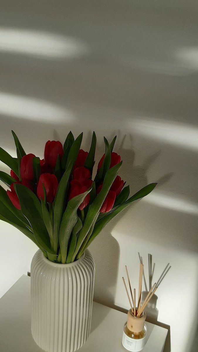liviuuh's tweet photo. red tulips https://t.co/BctngLejeq