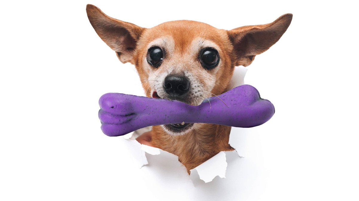 RogerFirestien's tweet photo. My neighbors are satan worshipers - no they are not. It’s a dog toy. Drastic conclusions can be made when we don’t challenge our assumptions. In my new book, Solve the Real Problem, learn how to find the real problem instead of jumping to conclusions. https://t.co/ayho8CXYTU