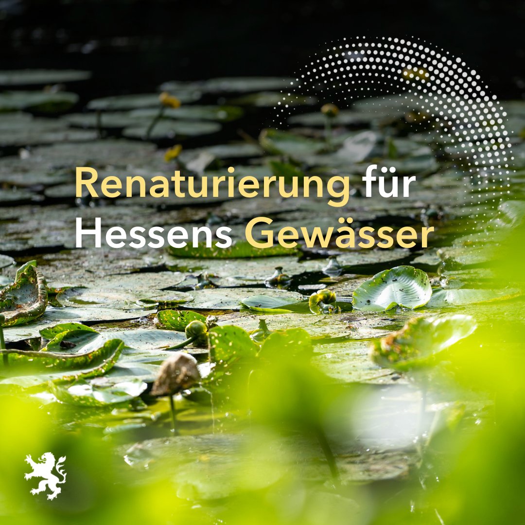 UmweltHessen's tweet photo. Wir sorgen dafür, dass #Hessen immer genügend sauberes #Wasser hat. Deshalb investieren wir in #Gewässerentwicklung & #Hochwasserschutz. @PriskaHinz hat hierfür heute drei Bescheide in #Kassel, #Wollrode & #Spangenberg über insgesamt rund 4,7 Mio. Euro übergeben.