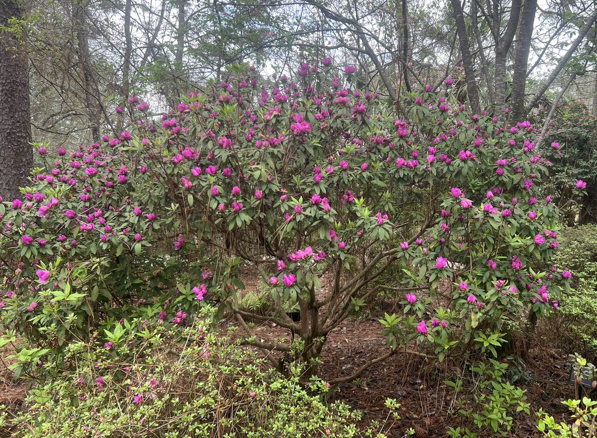 A Southern Indica cross azalea ‘Tebotan’, I have never heard of about to be in full bloom <a href="/MobileGardens/">Mobile Gardens</a> . You could visit the McConnell Rododendron Garden every week from now until June and see different azaleas &amp; Rhodies blooming.