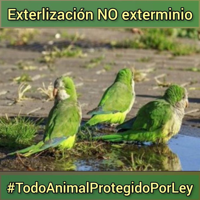 #TodoAnimalProtegidoPorLey
@vonderleyen 
@EUCouncil