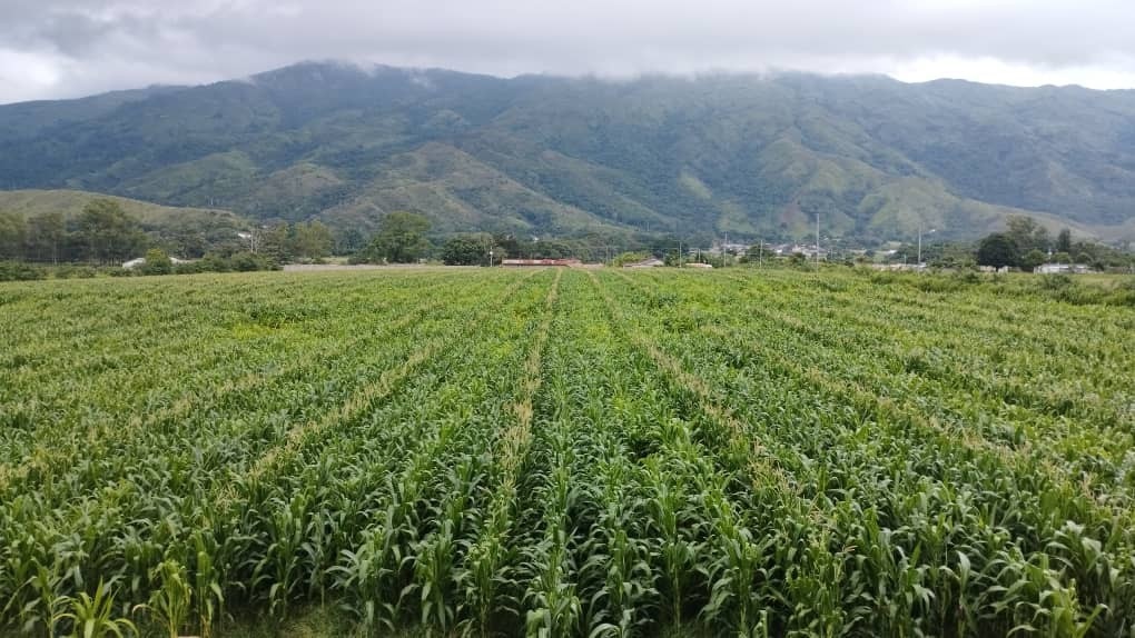 Somos una fundación sin fines lucro, dedicada a la investigación, la innovación y el desarrollo de tecnologías. Nuestra oficina es el campo, donde observamos el comportamiento de nuestra semilla y sus resultados en la cosecha.

¡Somos esfuerzo, somos compromiso, somos calidad!