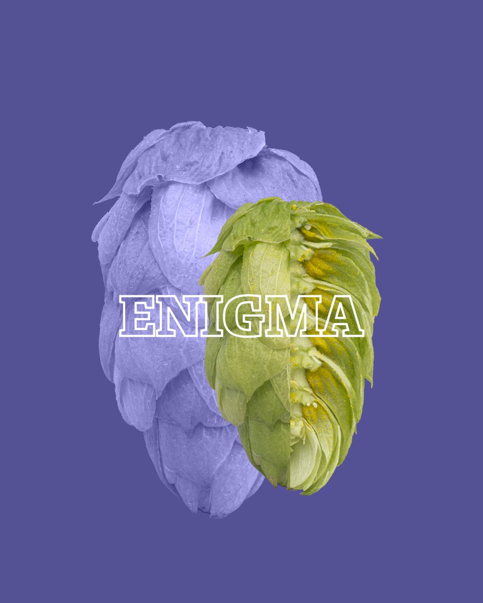 BarthHaasX's tweet image. Check out some of the Australian varieties that performed really well in the last harvest, as you can read in our Hop Harvest Guide. And speaking of the land down under: The @HopProductsAus Hop Harvest Tour is around the corner! 🤙

#barthhaas #hops #aussiehops #harvest #flavor