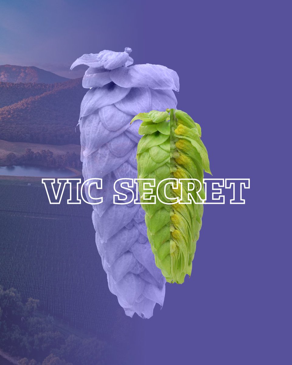 BarthHaasX's tweet image. Check out some of the Australian varieties that performed really well in the last harvest, as you can read in our Hop Harvest Guide. And speaking of the land down under: The @HopProductsAus Hop Harvest Tour is around the corner! 🤙

#barthhaas #hops #aussiehops #harvest #flavor