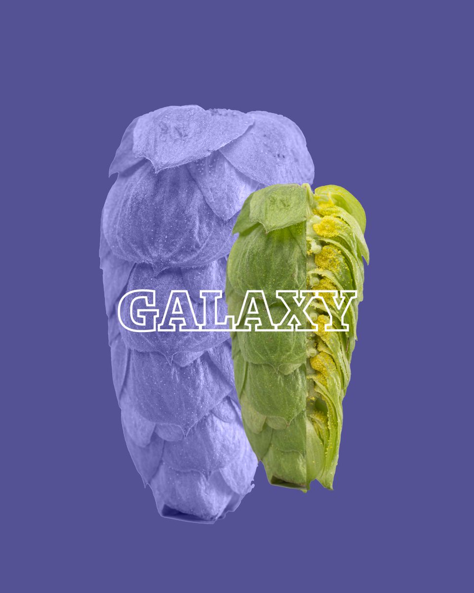 BarthHaasX's tweet image. Check out some of the Australian varieties that performed really well in the last harvest, as you can read in our Hop Harvest Guide. And speaking of the land down under: The @HopProductsAus Hop Harvest Tour is around the corner! 🤙

#barthhaas #hops #aussiehops #harvest #flavor