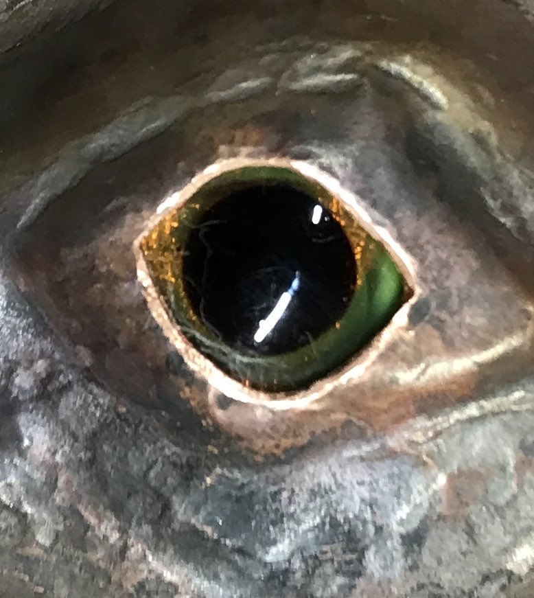 ForgeRavens's tweet photo. Repousse copper fire canopy installed resplendent with its own Venetian glass eye #hare #madeinscotland #copperwork #repousse https://t.co/GqMwBXCI5q