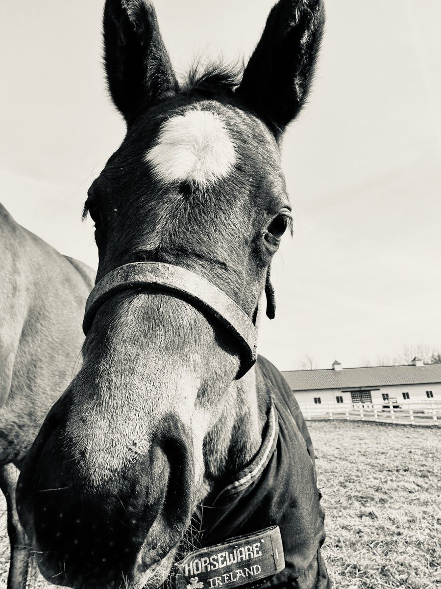 BondRacing7's tweet photo. #BlackandWhite Wednesday 🖤 this little nugget just loves to play!

#foalingseason #songhillbabies #happyhorses #songhillthoroughbreds #experiencethebond #bondracingstable #jamesbondracing #horseracing #NewYorkBred #thoroughbredracing https://t.co/6JEtIPdOv6
