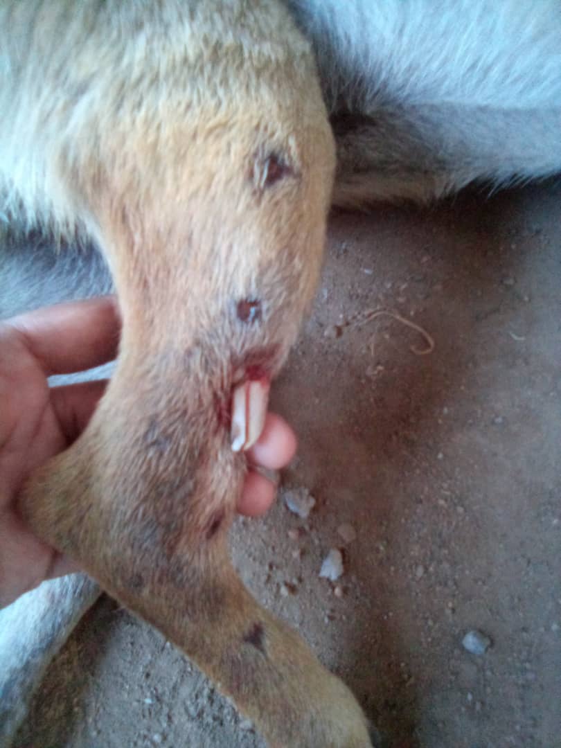 Necesita ser atendido con prontitud RT <a href="/AkadioVzla/">David</a>: Reside en el sector de San Ignacio - Maracay - Aragua si número de contacto para quienes quieran ayudar a Boca Negra es telf. 0412- 1462047. <a href="/fevranimal/">@fevranimal</a>, <a href="/SomosNevado/">MisiónNevadoVzla</a>