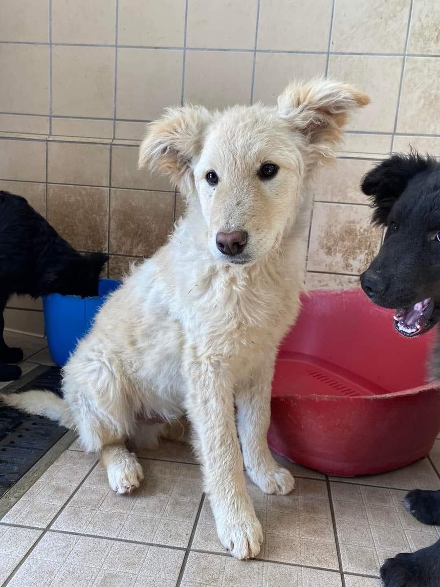oipalaquila's tweet photo. 2 simil lupetti di circa 4 mesi cercano casa. Futura taglia medio grande 
Arrivano in tutto il centro nord Italia con libretto sanitario in regola 
📞 3470079297 (lasciate un messaggio su whatsapp, no chiamate) https://t.co/DblOKJymKU