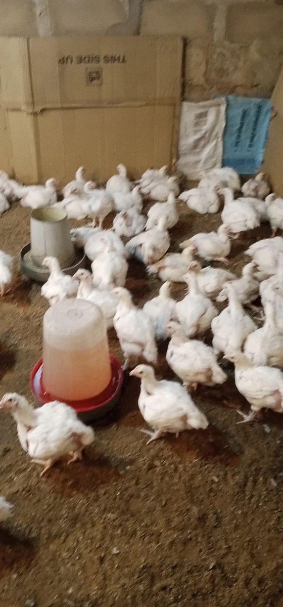 JamilaAdamu2's tweet image. Guys come and patronize us oo., healthiest, freshest Live and frozen broiler chickens are available. Buy chicken and enjoy your election holidays. #2023GeneralElections #getPVC #gooutandcastyourvote #staysafe 
Location: Kaduna 
Contact us on this no. 07039075190.
