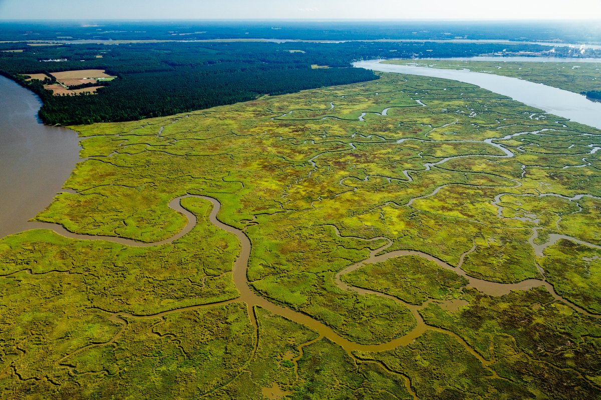 Wetlands help improve the health of the Bay by acting like a sponge that traps polluted runoff and soaks up water from storm surges. #WetlandWednesday

📸 Will Parson/Chesapeake Bay Program