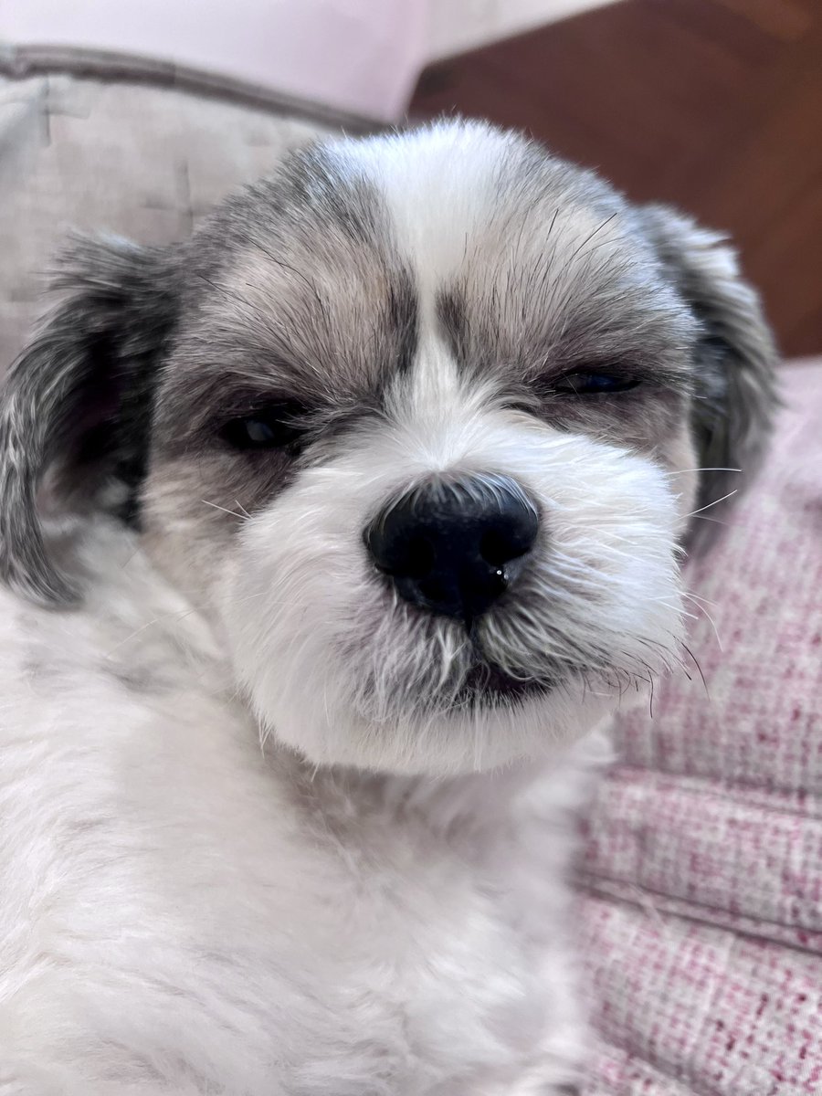 🧶청콕‎٩(⸝⸝ᵕᴗᵕ⸝⸝)و*̣̩⋆̩* tweet media