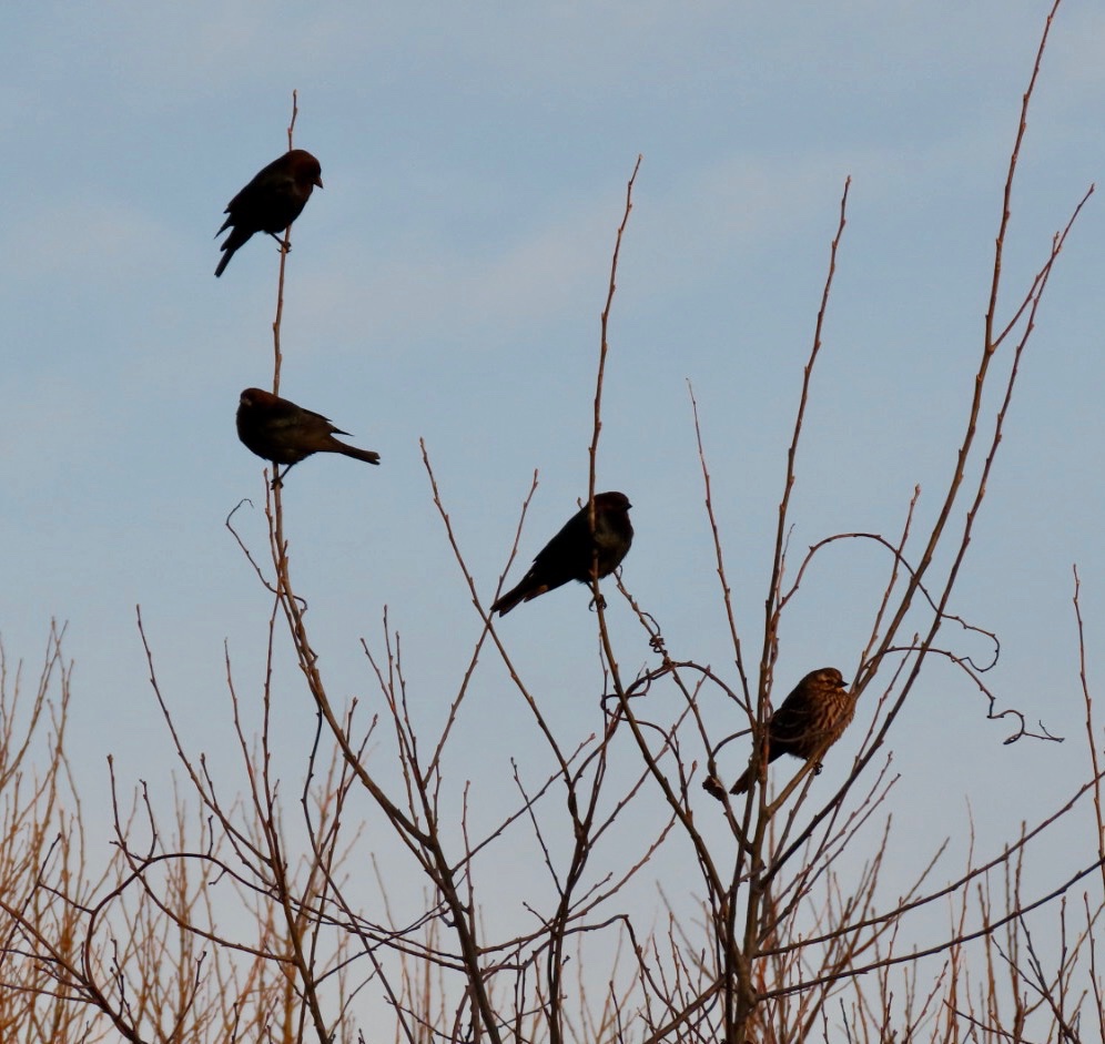 South Shore Audubon on Twitter "SPRING 2023 MIGRATION IS ON! Red
