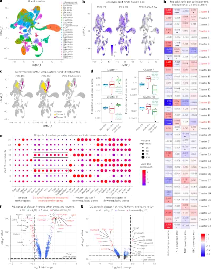 sciencebeta's tweet photo. Impact of key Alzheimer's protein depends on type of brain cell in which it is produced #Apoe4

https://t.co/9zYOt0feWq https://t.co/IBGUsWDpUf
