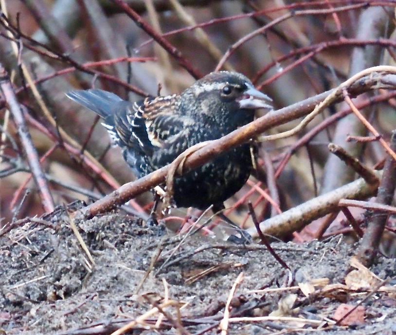 AudubonSS's tweet photo. SPRING 2023 MIGRATION IS ON! Red-winged Blackbirds have returned to LI, NYC and Downstate NYS, heralding the start of spring migration! Right on time for their traditional late Feb arrival. @NYCbirder @NYCountybirders @BirdQueensNYC  @BirdQueens @LongIslandBirds  @birdwatchingnyc https://t.co/zRyU54MF7y