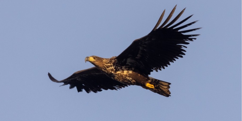 New blog alert! Read about recent spectacular sightings of the white-tailed eagles and how their reintroduction is changing perceptions in the latest project team update 👉 bit.ly/3ILXM3U #RoyDennisWF #WildlifeWednesday #WhiteTailedEagles #BirdsOfPrey 📷Jamie Randall