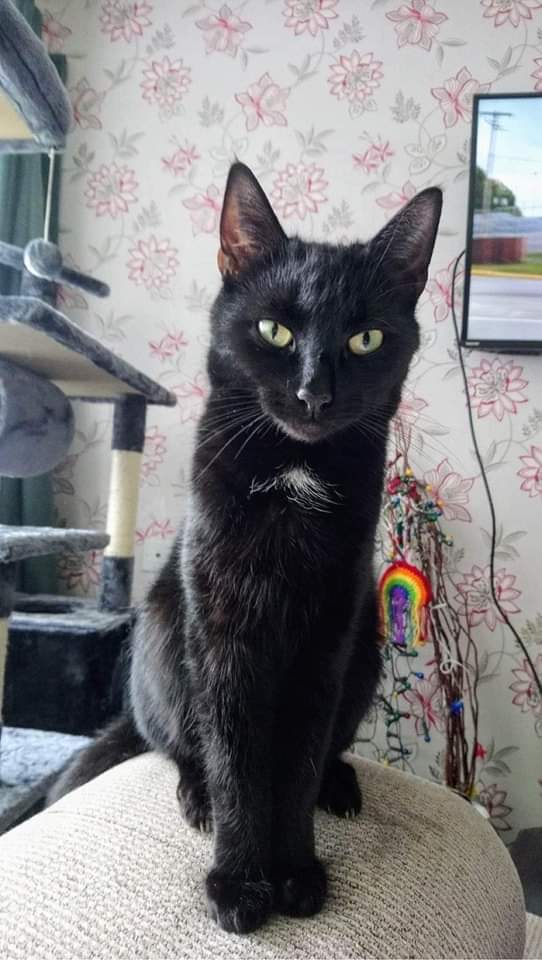 JohnDaffern2's tweet photo. 6 years old 
Black with a small white patch on his chest and belly 
#Missing since Sunday night
#Webheath #lyndenwood #B97 area
Please check sheds
Very loved cat who's owner needs him back https://t.co/uUMcJ74PmB