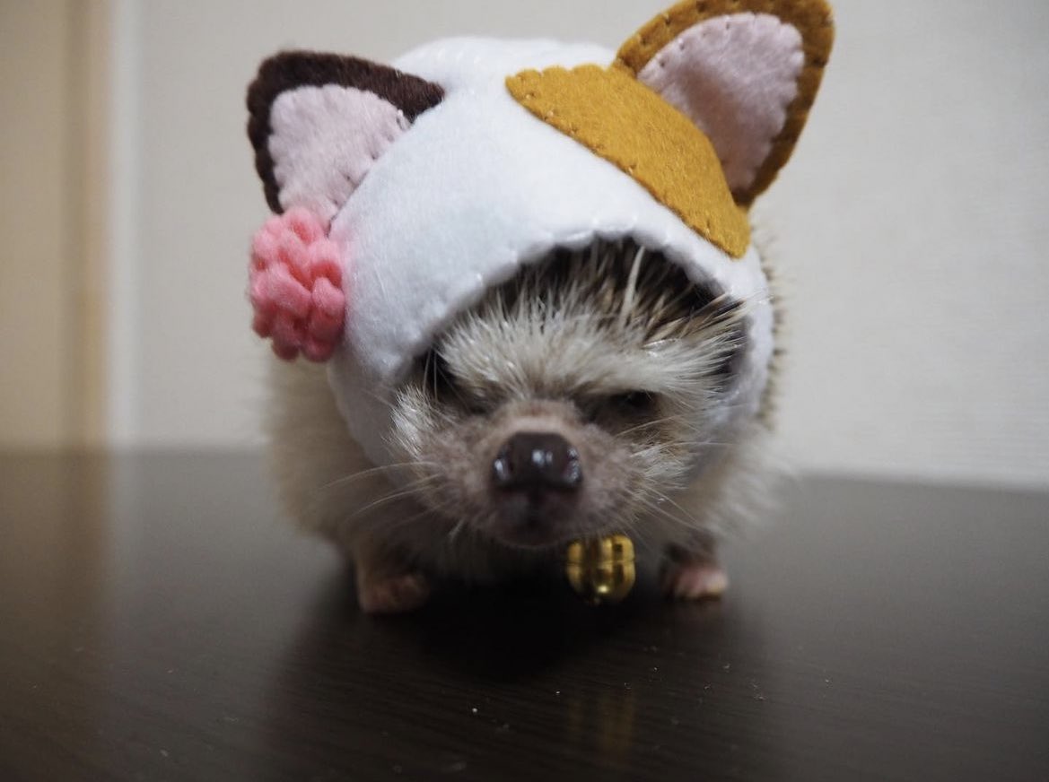 Hedgehog of the Day tweet media