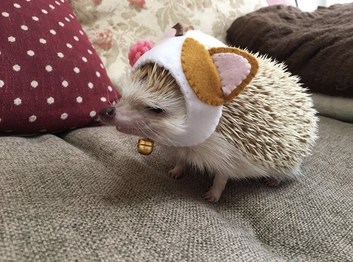 Hedgehog of the Day tweet media