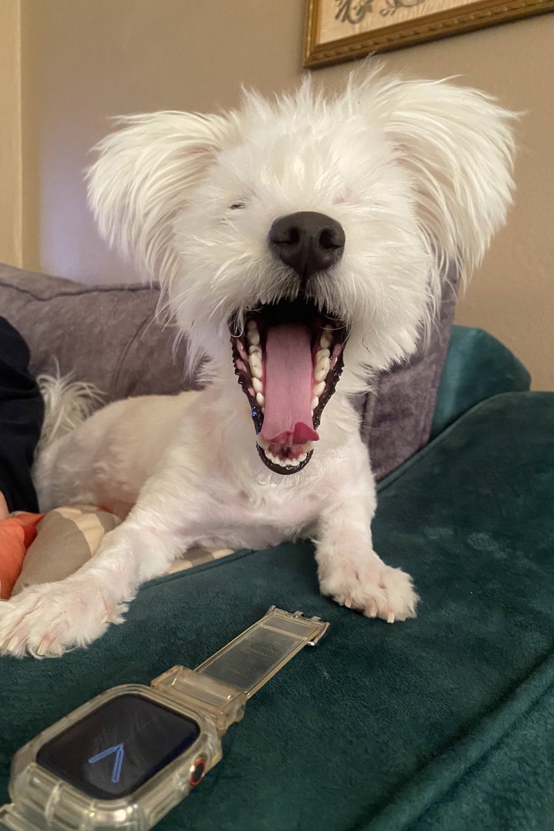 aramısda duktur var mı diş dukturu çürümküm ulabilir