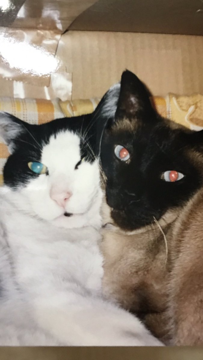 frs_hirakata's tweet image. そして今日、#2023年2月23日 は「20(にゃおん)2(にゃん)3(みー)2(にゃん)2(にゃん)3(みー)」なので、#2022年2月22日 と同様に、#スーパー猫の日 と言ってもいいのではないかと勝手に思っています。
#猫の日
#猫の日2023
#猫好きの主張
#猫好きの戯言
#個人の感想です
#進学塾フローライトゼミにゃール