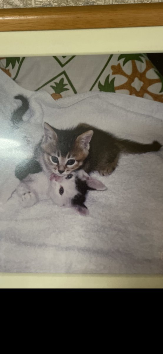 frs_hirakata's tweet image. そして今日、#2023年2月23日 は「20(にゃおん)2(にゃん)3(みー)2(にゃん)2(にゃん)3(みー)」なので、#2022年2月22日 と同様に、#スーパー猫の日 と言ってもいいのではないかと勝手に思っています。
#猫の日
#猫の日2023
#猫好きの主張
#猫好きの戯言
#個人の感想です
#進学塾フローライトゼミにゃール