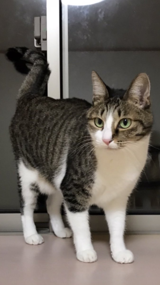 frs_hirakata's tweet image. そして今日、#2023年2月23日 は「20(にゃおん)2(にゃん)3(みー)2(にゃん)2(にゃん)3(みー)」なので、#2022年2月22日 と同様に、#スーパー猫の日 と言ってもいいのではないかと勝手に思っています。
#猫の日
#猫の日2023
#猫好きの主張
#猫好きの戯言
#個人の感想です
#進学塾フローライトゼミにゃール