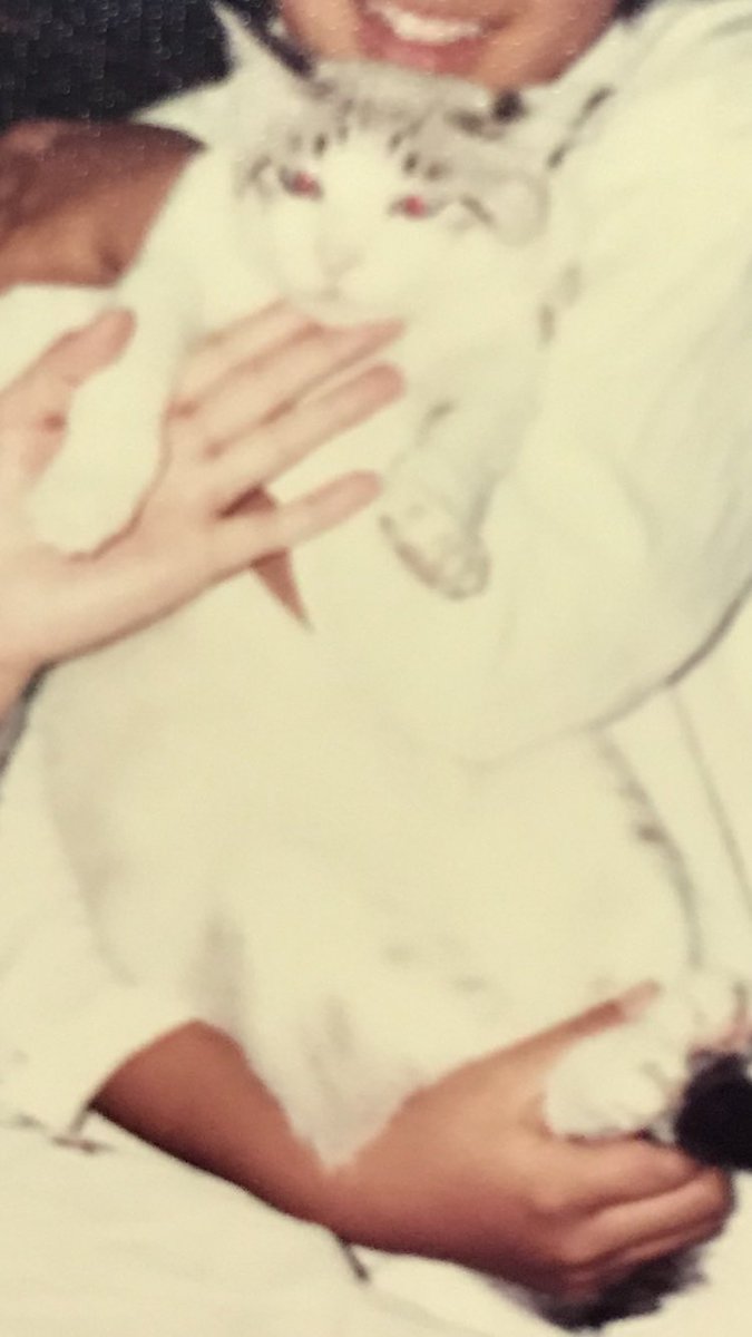 frs_hirakata's tweet image. そして今日、#2023年2月23日 は「20(にゃおん)2(にゃん)3(みー)2(にゃん)2(にゃん)3(みー)」なので、#2022年2月22日 と同様に、#スーパー猫の日 と言ってもいいのではないかと勝手に思っています。
#猫の日
#猫の日2023
#猫好きの主張
#猫好きの戯言
#個人の感想です
#進学塾フローライトゼミにゃール