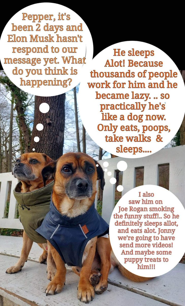 We are going to have to take drastic measures to contact Mr. Musk ..
He's obviously sleeping and resting and doing nothing somewhere.... but we have ideas to contact him. 
Me and Pepper got videos specially designed for Elon to find us  😃