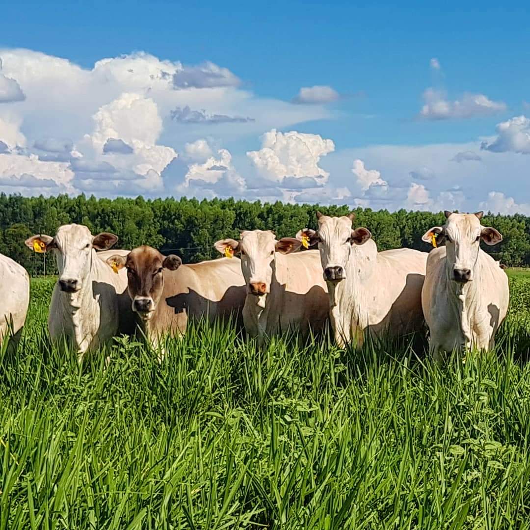 pecuariadobem's tweet photo. Aqui não tem discriminação... brancos , pardos ou amarelos.. todos tem direito à uma refeição saudável, água limpa e sombra para descansar!!
#pecuariasustentável 
#novilhoprecoce 
#Nelore 
#agronomia 
#farmlife 
#carnedequalidade 
#carbononeutro https://t.co/16MViWTBL1