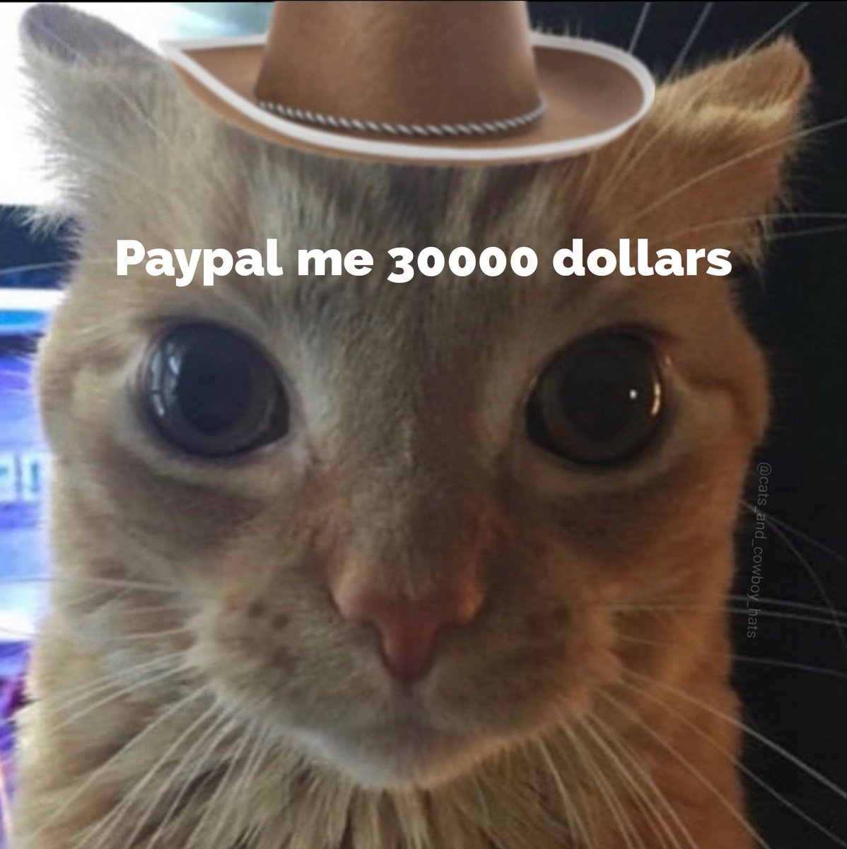 Cats And Cowboy Hats (@cowboycats) on Twitter photo 