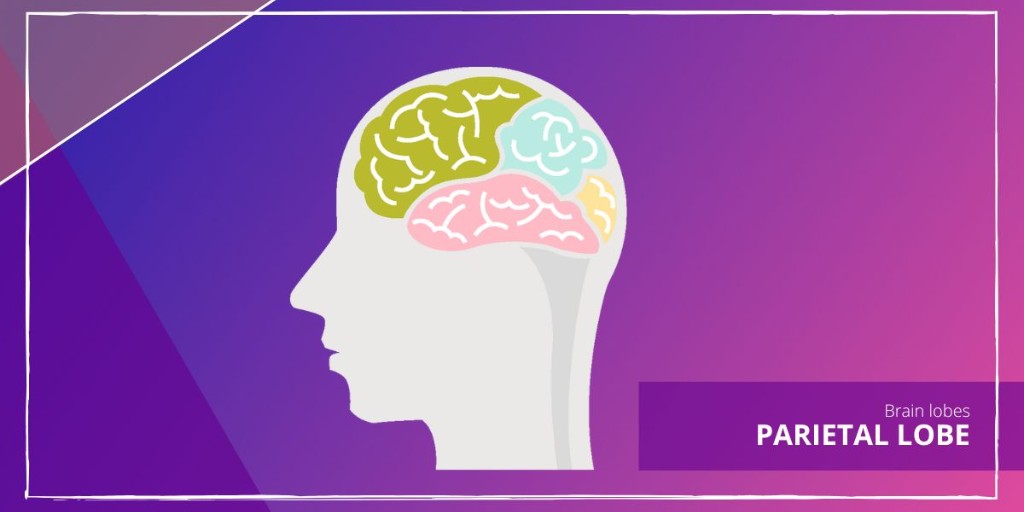 PARIETAL LOBE
It is located in the area below the #parietal bone. That is, it is located in the middle and lateral parts of the head. It is related to the perception of tactile stimuli, pressure, temperature or pain. 
It is also involved in number awareness and movement control
