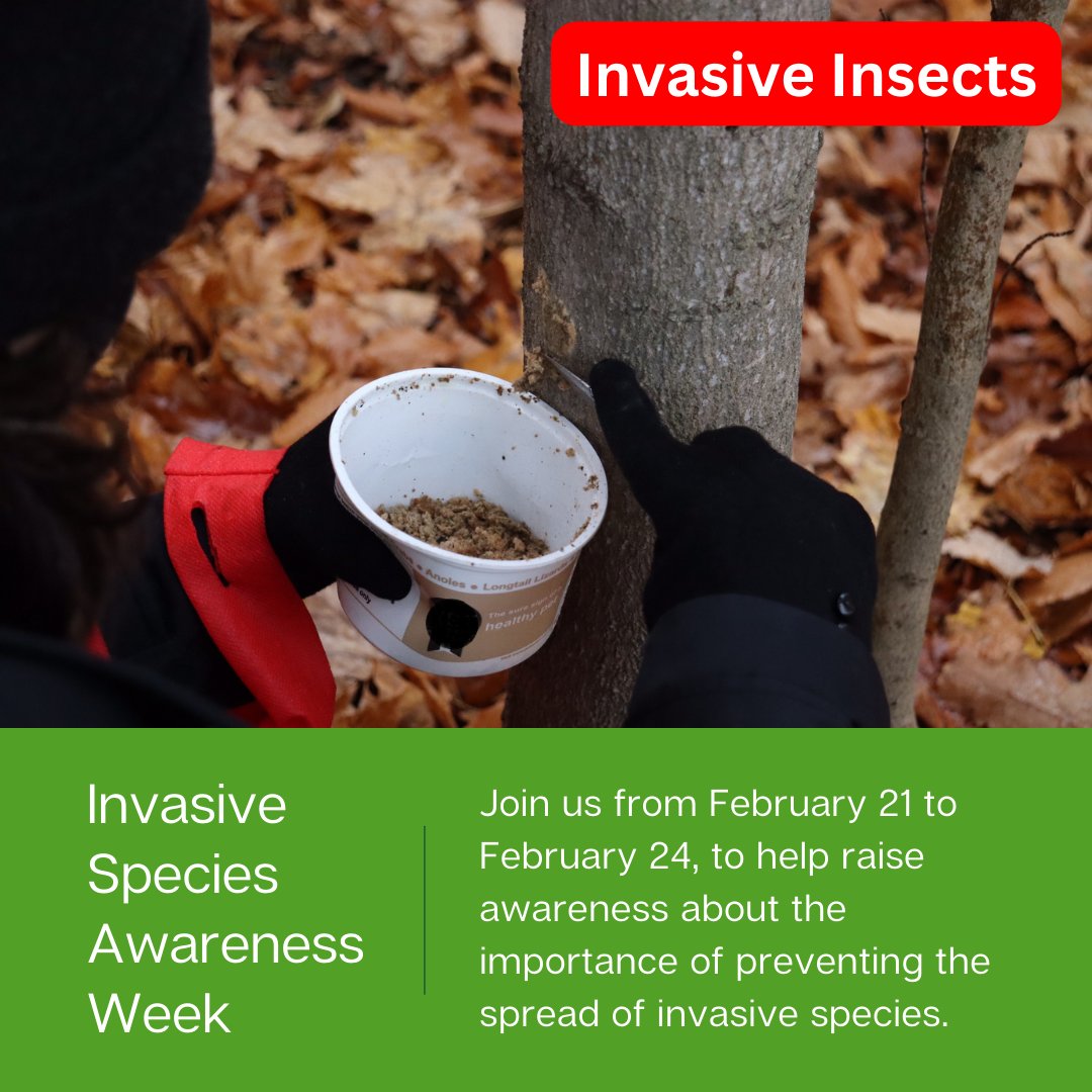 Green_Venture's tweet photo. Invasive insects pose a critical threat to North America’s native ecosystems 🪲
Check out our latest Instagram post to learn more!
https://t.co/xdAsZC9c6P
#InvSpWk #InvasivePlantSpecies #InvasiveTreeSpecies #InvasiveInsectSpecies #HamOnt #HamOntBiodiversity https://t.co/hUMXO8ufYa