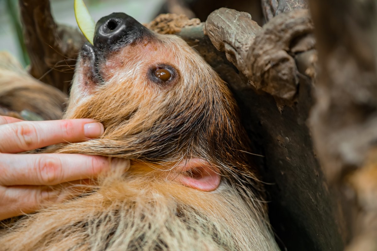 TulsaZoo's tweet photo. Have you ever seen sloth ears? If not, now you have. https://t.co/rAuQseUAwS