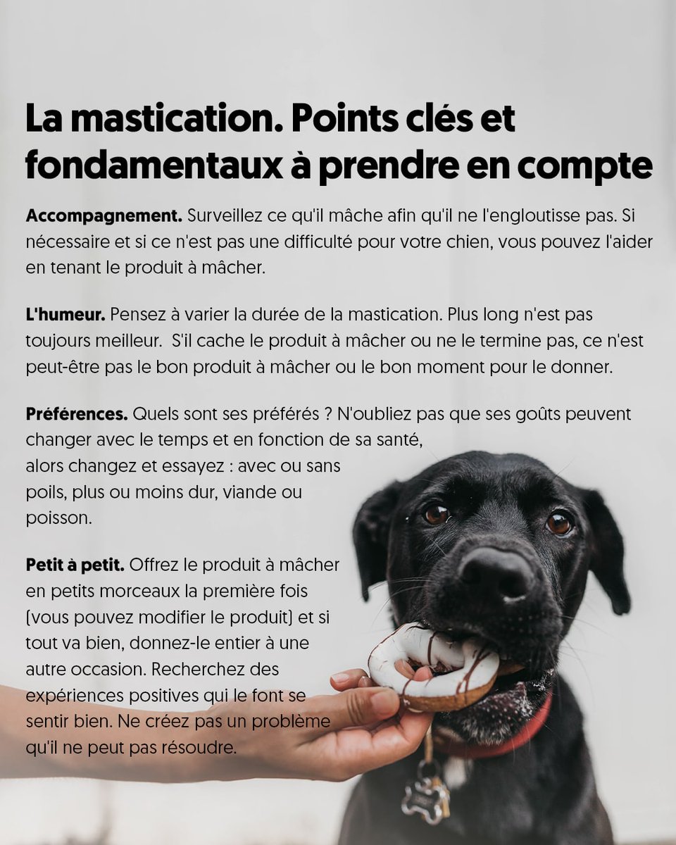 GudogFR's tweet photo. Savez-vous ce qu'est la mastication ? Un terme très utilisé qui englobe l'acte de MÂCHER + INGESTION.
Veuillez lire cet article pour en savoir plus 👇 https://t.co/M4js2FZTll