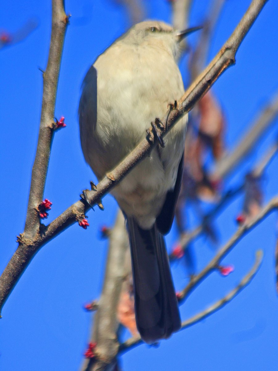 JosephHill3794's tweet photo. Northern Mockingbird🐦
#February2023
Photo By: Joseph Hill🙂📸🐦
#NorthernMockingbird🐦 #bird🐦 #birdontree #tree #bluesky #beautiful #peaceful #nature #birdtwitter🐦 #birdphotography🐦📸 #SouthernPinesNC #February https://t.co/SbaI1cbjnj