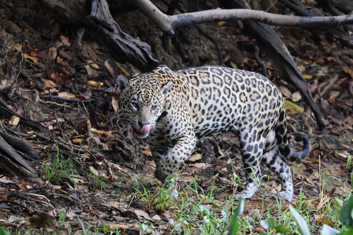 BIONORBY's tweet photo. How about Jaguar watching in Brazil this year?! 

A memorable wildlife experience of a lifetime while supporting conservation 🐆🙌🏽

Please DM for more details 🙏🏽

📷 All photos ©

#brazilpantanal
#BiotropicaExpeditions
#SusyNorbybiketravel
#NorbyWildlifePhotographyAdventures https://t.co/o1QQXGq8Y6