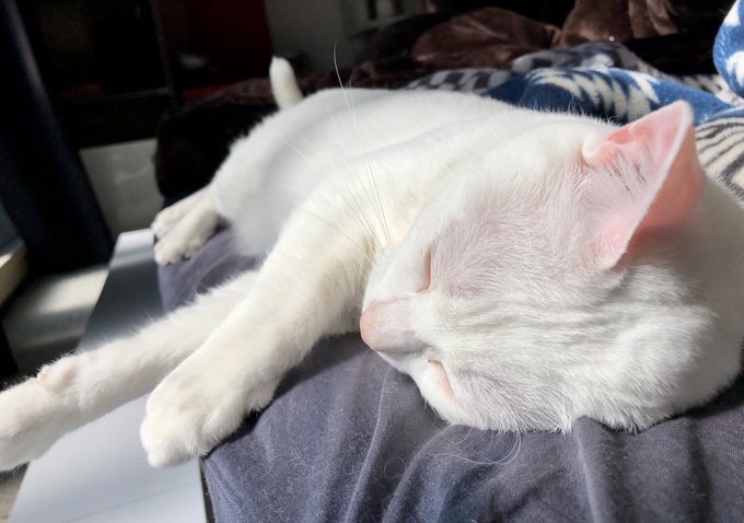 #猫の日
 #猫の幸せ顔選手権 