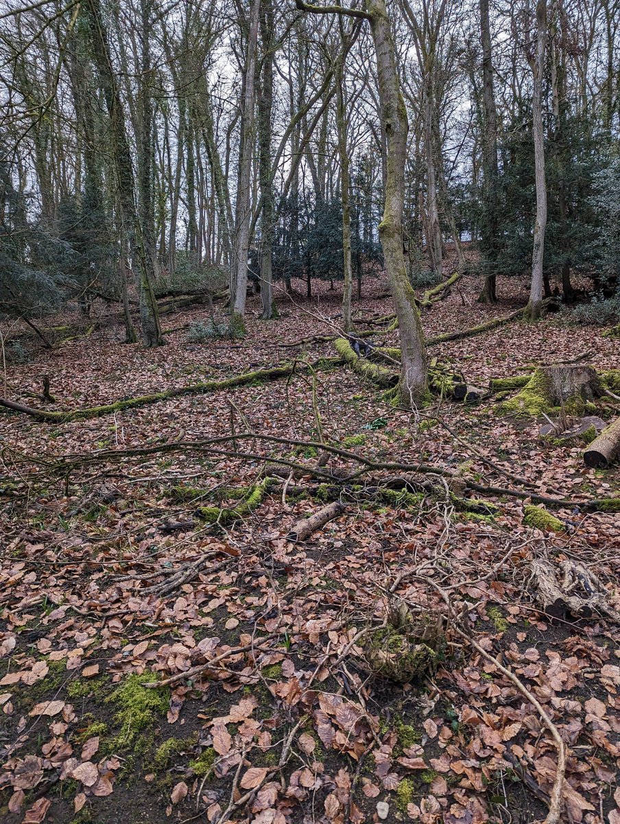 Sophie 🖖🏻 tweet media