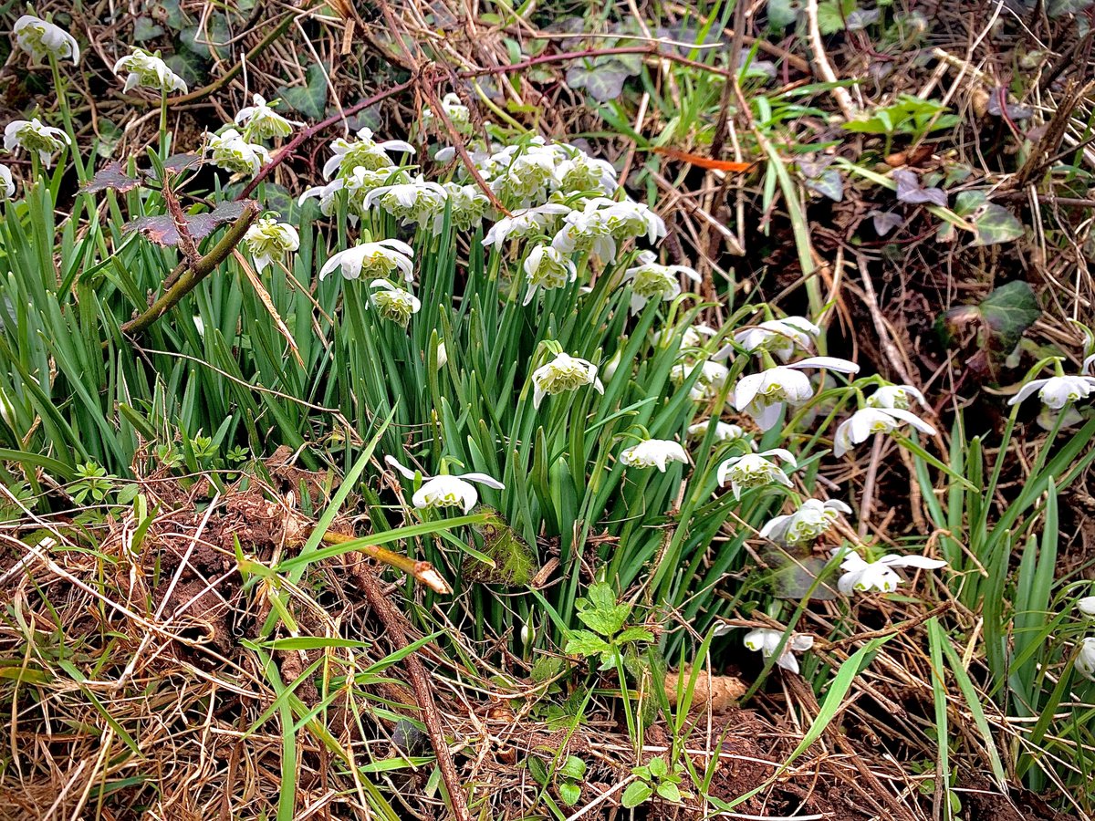 Magical things are unfolding as rehearsals get underway for new storytelling show EARTH, WATER, FIRE! 🌍🌊🔥
Winding country lanes smattered with snowdrops lead to Burrington Village Hall where a team of creatives are preparing to tour #NorthDevon beaford.org/events