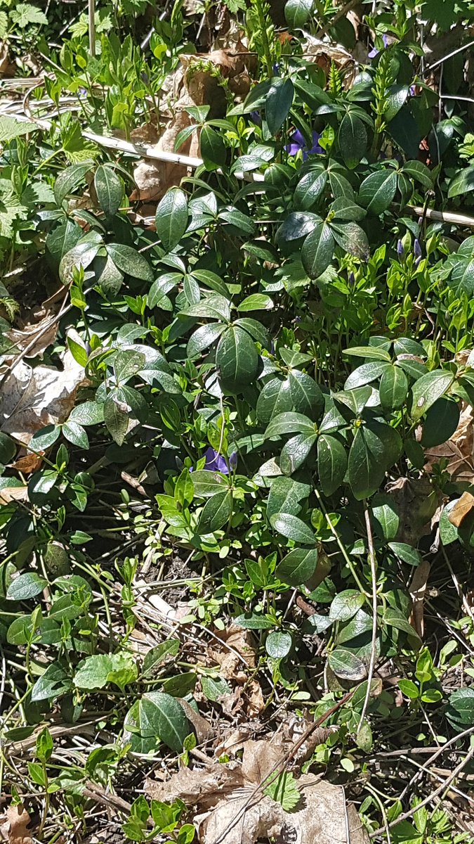 Wondering what you can do about invasive species in Mississauga?

bloomingboulevards.org/post/invasive-…

#InvSpWk #bloomingboulevards #habitatgarden #pollinatorgarden #boulevardgarden #ecogarden #invasivespecies #invasiveplants