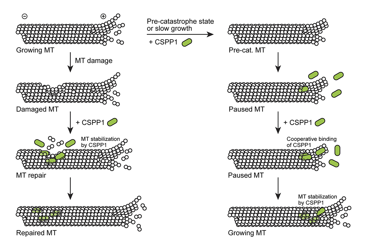 JCellBiol's tweet photo. van den Berg, @microtubule_guy, Akhmanova et al @UniUtrecht provide insight into the biochemical mechanisms of the assembly and maintenance of stable microtubule structures in #cilia. https://t.co/vzkjzDC60s

@Seb_Patzke 
#Biophysics #Biochemistry #microtubules #Cytoskeleton https://t.co/WrmtnHAisx